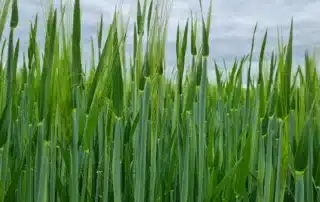 Suvivili - Suvioder RUNNER