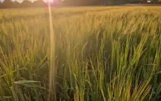 Suvivili - Suvioder RUNNER