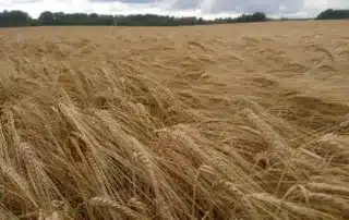 Suvivili - Suvioder RUNNER