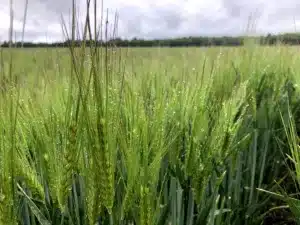 Suvivili - Suvioder RUNNER