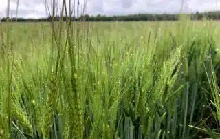 Suvivili - Suvioder RUNNER