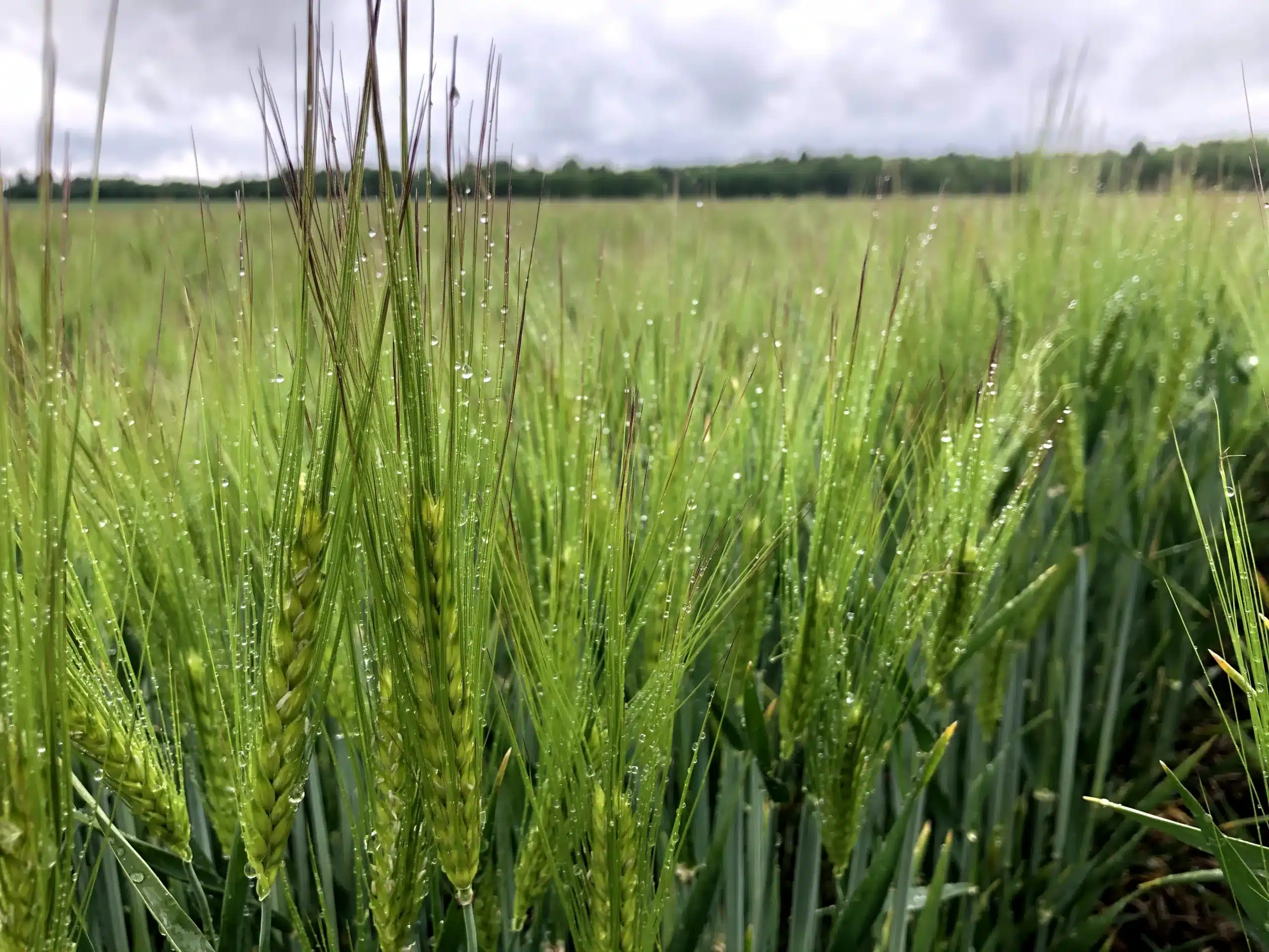 Suvivili - Suvioder RUNNER