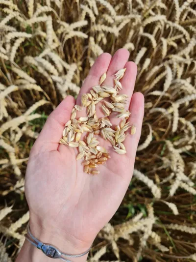 Talinisu ootab kombaini - nisu viljaterad