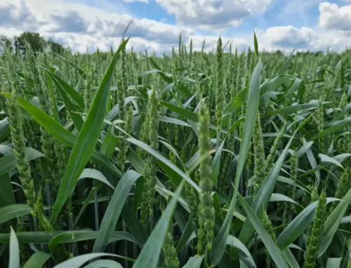 Talinisu viljapeade haigustõrje – kas teha?