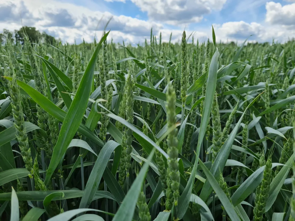 Talinisu viljapeade haigustõrje – kas teha?