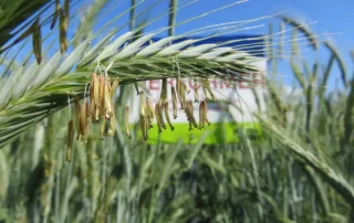 Talivili – Hübriidrukis SU PERFORMER Talivili - Hübriidrukis SU PERFORMER