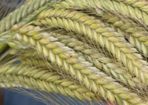 Talivili - Hübriidrukis SU PERFORMER