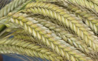 Talivili – Hübriidrukis SU PERFORMER Talivili - Hübriidrukis SU PERFORMER