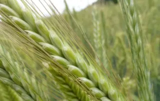 Talivili – Hübriidrukis SU PERFORMER Talivili - Hübriidrukis SU PERFORMER