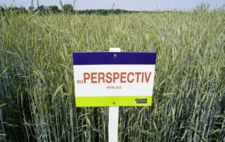 Talivili – Hübriidrukis SU PERSPECTIV Talivili - Hübriidrukis SU PERSPECTIV