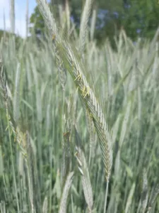 Talivili - Hübriidrukis SU PERSPECTIV