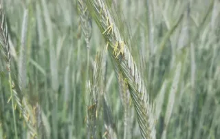 Talivili – Hübriidrukis SU PERSPECTIV Talivili - Hübriidrukis SU PERSPECTIV