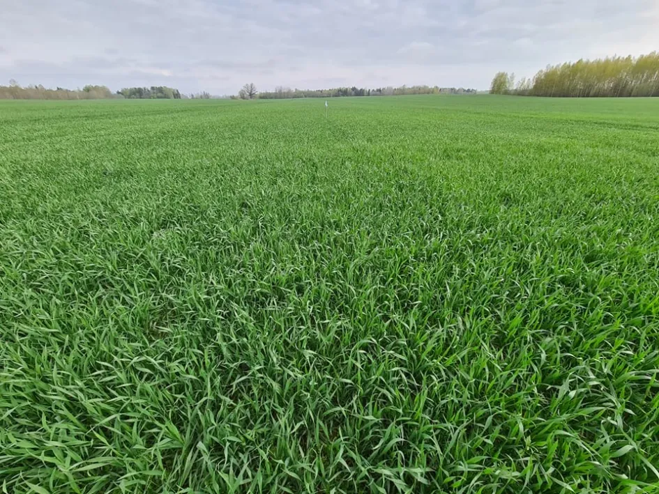 Teravilja kasvufaas on määrava tähtsusega mõnede herbitsiidide ja enamike kõrretugevdajate õige hetke tabamisel Teravilja kasvufaas on määrava tähtsusega mõnede herbitsiidide ja enamike kõrretugevdajate õige hetke tabamisel