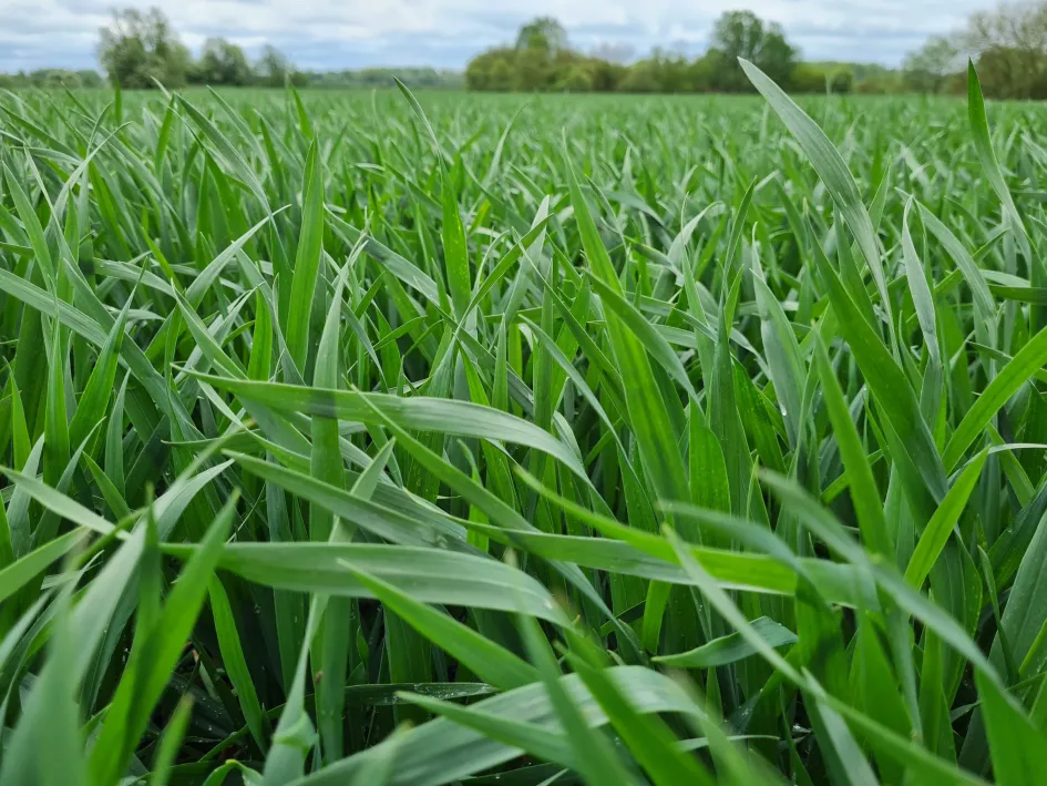 Teravilja kasvufaasid on olulised verstapostid Teravilja kasvufaasid on olulised verstapostid