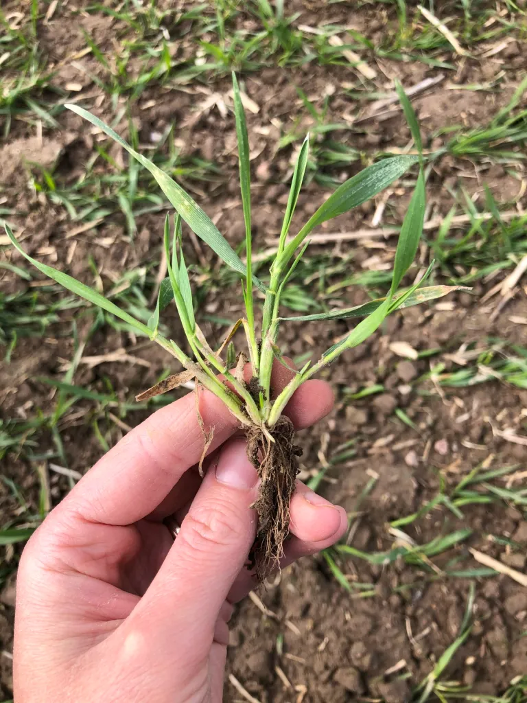 Võrsumisfaasi kõige olulisem eesmärk on, et kasvaks saaki kandvate võrsete maksimaalne arv