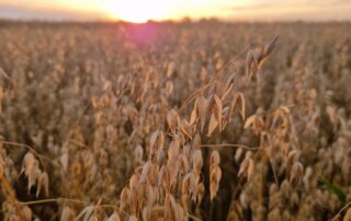 Suvivili – kaer ASTERION Suvivili - kaer ASTERION