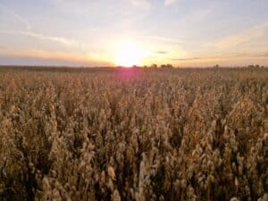 Suvivili - kaer ASTERION