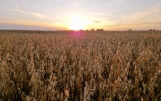 Suvivili – kaer ASTERION Suvivili - kaer ASTERION