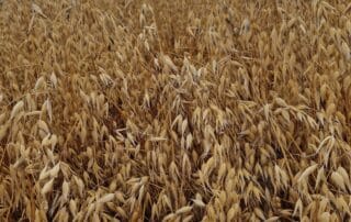 Suvivili – kaer ASTERION Suvivili - kaer ASTERION