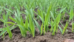 Suvivili - kaer ASTERION