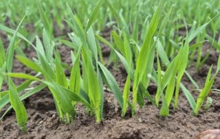 Suvivili – kaer ASTERION Suvivili - kaer ASTERION